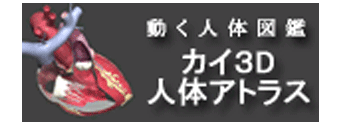 カイ３D人体アトラス